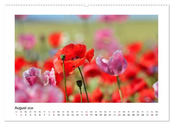 Produktbild: Mohn, zarte Bl&uuml;ten, starke Farben (hochwertiger Premium Wandkalender 2026 DIN A2 quer), Kunstdruck in Hochglanz