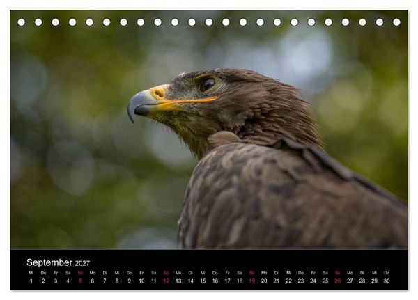 Produktbild: Sch&ouml;nheiten der L&uuml;fte - Greifv&ouml;gel (Tischkalender 2027 DIN A5 quer), CALVENDO Monatskalender