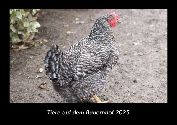 Produktbild: Tiere auf dem Bauernhof 2025 Fotokalender DIN A3