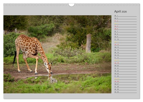Produktbild: Twigas - Giraffen (Wandkalender 2026 DIN A3 quer), CALVENDO Monatskalender