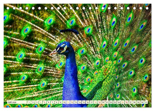 Produktbild: Sch&ouml;ner Pfau (Tischkalender 2026 DIN A5 quer), CALVENDO Monatskalender