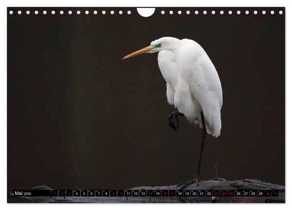 Produktbild: Eleganz in Wei&szlig; - Der Silberreiher (Wandkalender 2026 DIN A4 quer), CALVENDO Monatskalender