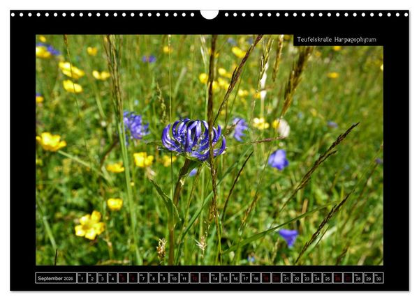 Produktbild: Alpine Flora in der Hom&ouml;opathie (Wandkalender 2026 DIN A3 quer), CALVENDO Monatskalender