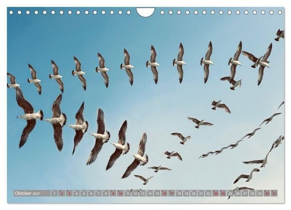 Produktbild: V&ouml;gel im Fluge - Ocells en vol (Wandkalender 2027 DIN A4 quer), CALVENDO Monatskalender