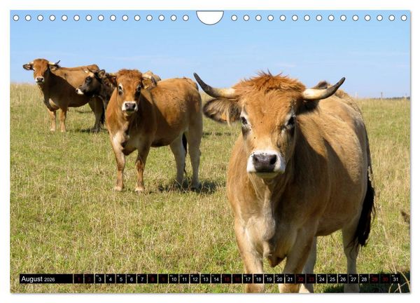 Produktbild: Haus- und Hoftiere (Wandkalender 2026 DIN A4 quer), CALVENDO Monatskalender