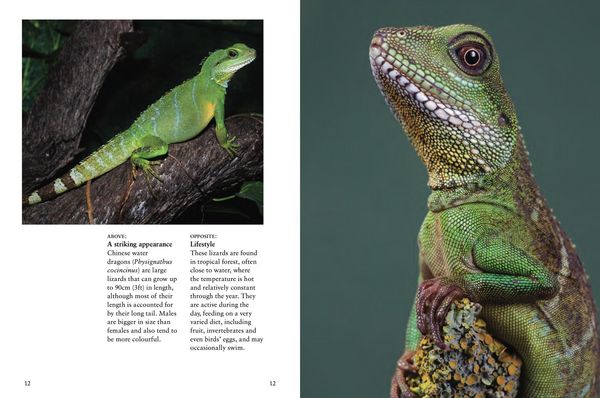 Produktbild: Crocodiles, Alligators & Lizards