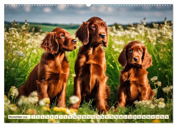Produktbild: Irish Setter - pure grace (Wall Calendar 2026 DIN A2 landscape), CALVENDO 12 Month Wall Calendar