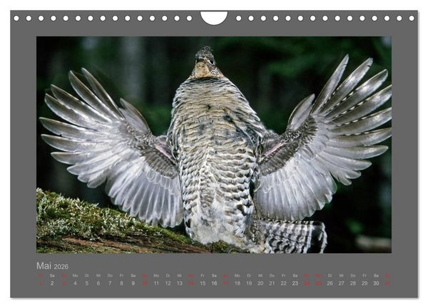 Produktbild: V&Ouml;GEL (Wandkalender 2026 DIN A4 quer), CALVENDO Monatskalender