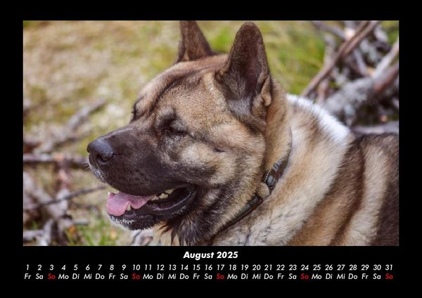 Produktbild: Der Hundekalender 2025 Fotokalender DIN A3