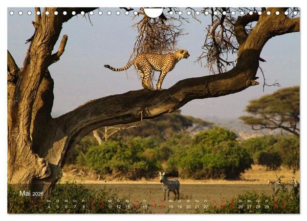 Produktbild: Ostafrika - Tansania und Kenia hautnah (Wandkalender 2026 DIN A4 quer), CALVENDO Monatskalender