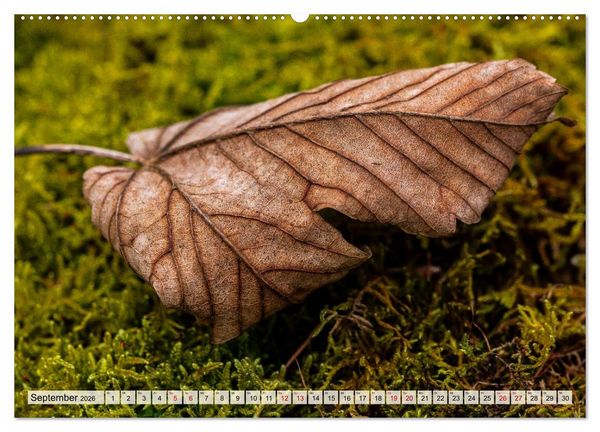 Produktbild: Mikrokosmos im Garten (hochwertiger Premium Wandkalender 2026 DIN A2 quer), Kunstdruck in Hochglanz