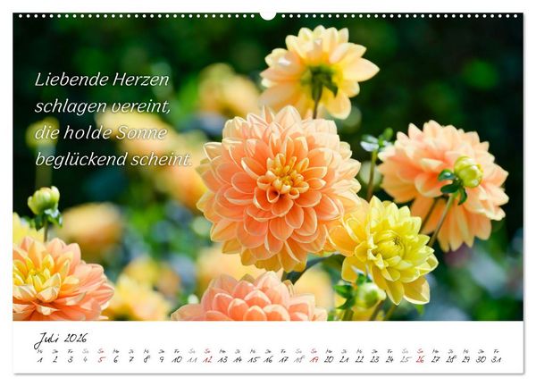 Produktbild: Dahlien Poesie (hochwertiger Premium Wandkalender 2026 DIN A2 quer), Kunstdruck in Hochglanz