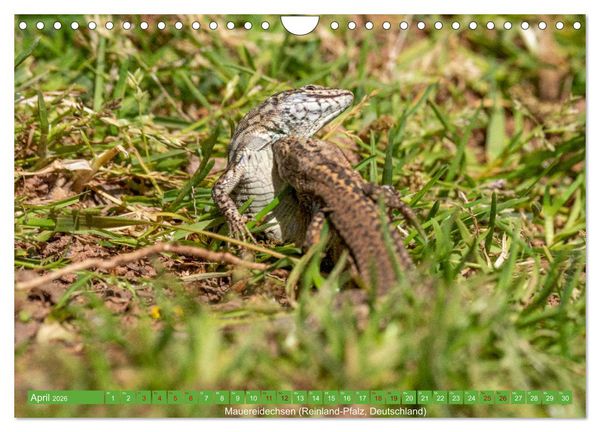 Produktbild: Reptilien wild und sch&ouml;n (Wandkalender 2026 DIN A4 quer), CALVENDO Monatskalender