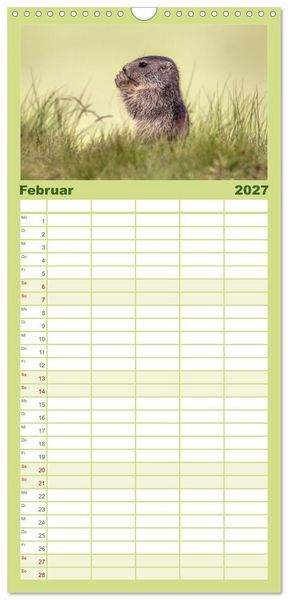 Produktbild: Familienplaner 2027 - Tiere der Alpen - Murmeltier-Kinder mit 5 Spalten (Wandkalender, 21 x 45 cm) CALVENDO