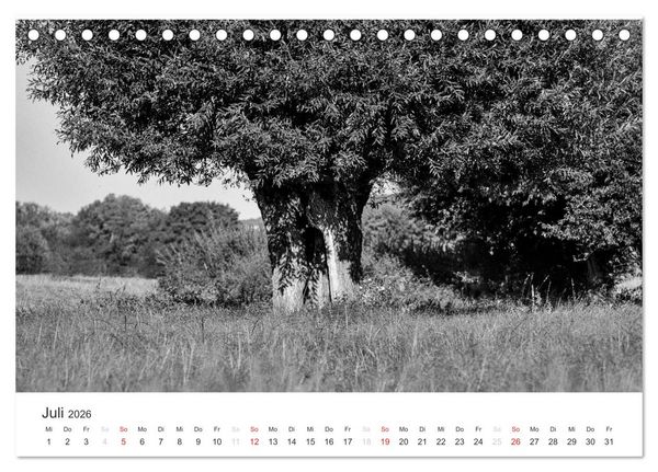 Produktbild: B&auml;ume - Natursch&ouml;nheiten in schwarz-wei&szlig; (Tischkalender 2026 DIN A5 quer), CALVENDO Monatskalender