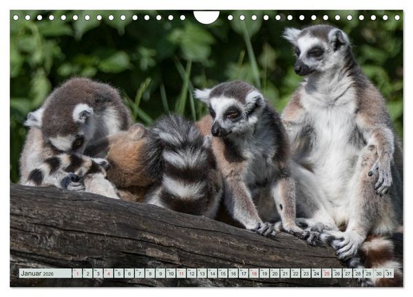Produktbild: Makis ganz s&uuml;ss (Wandkalender 2026 DIN A4 quer), CALVENDO Monatskalender