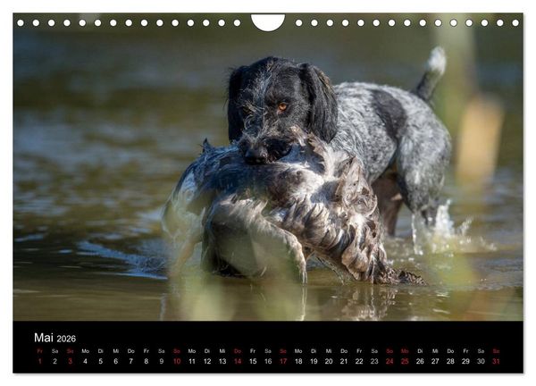 Produktbild: Jagdhunde bei der Arbeit (Wandkalender 2026 DIN A4 quer), CALVENDO Monatskalender