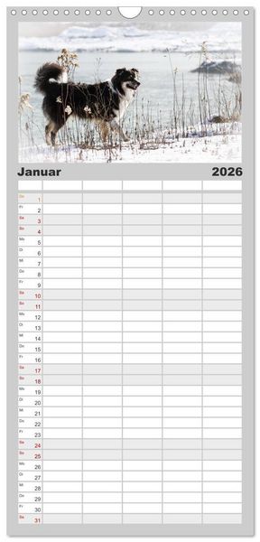 Produktbild: Familienplaner 2026 - Australian Shepherd - Traum auf vier Pfoten mit 5 Spalten (Wandkalender, 21 x 45 cm) CALVENDO