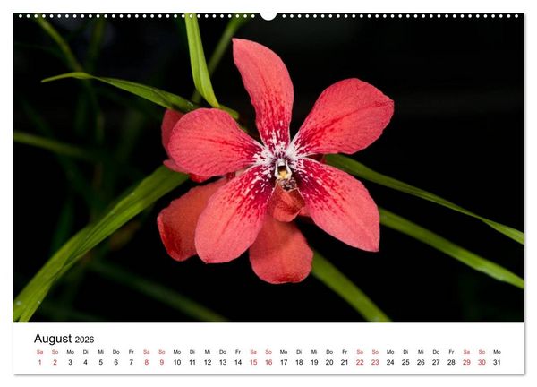 Produktbild: Vielfalt der Orchideen (Wandkalender 2026 DIN A2 quer), CALVENDO Monatskalender