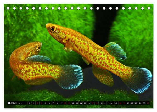 Produktbild: Outdoor-Aquaristik (Tischkalender 2026 DIN A5 quer), CALVENDO Monatskalender