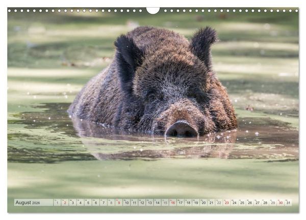 Produktbild: Emotionale Momente: Wild und Jagd. (Wandkalender 2026 DIN A3 quer), CALVENDO Monatskalender