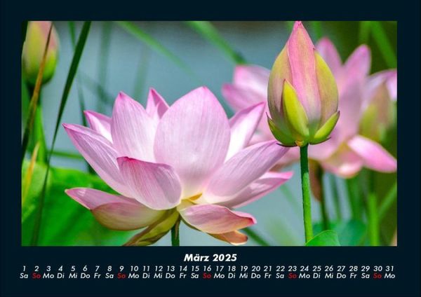 Produktbild: Pflanzen und Bl&uuml;ten 2025 Fotokalender DIN A4