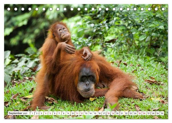 Produktbild: Orang-Utans - Menschen des Regenwaldes (Tischkalender 2027 DIN A5 quer), CALVENDO Monatskalender