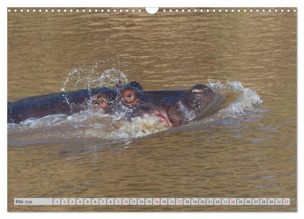 Produktbild: Emotionale Momente. Happy Hippo / CH-Version (Wandkalender 2026 DIN A3 quer), CALVENDO Monatskalender