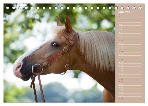 Produktbild: Haflinger / Geburtstagskalender (Tischkalender 2026 DIN A5 quer), CALVENDO Monatskalender