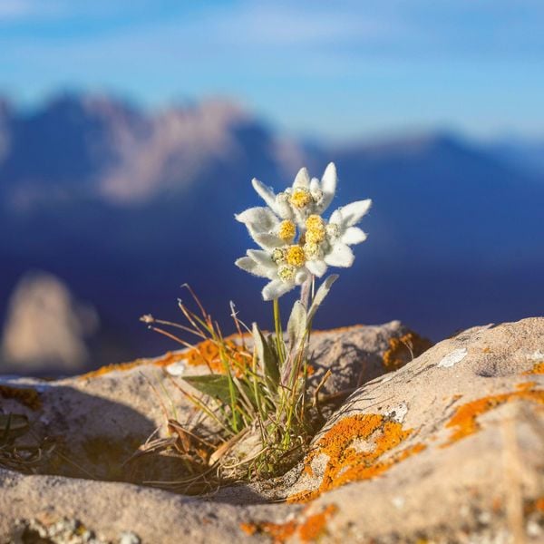 Produktbild: Blumen / Flowers 2027