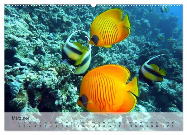 Produktbild: Knallbunte Wasserwelt. Die Welt der Fische (hochwertiger Premium Wandkalender 2026 DIN A2 quer), Kunstdruck in Hochglanz