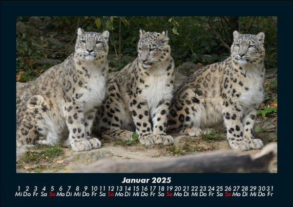 Produktbild: Welt der Tiere 2025 Fotokalender DIN A5