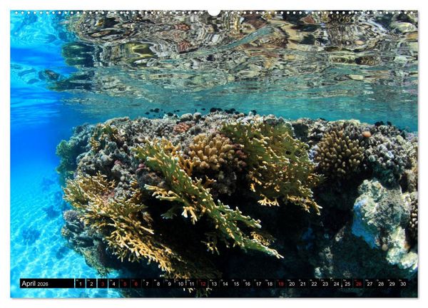 Produktbild: Rotes Meer Unterwasser (Wandkalender 2026 DIN A2 quer), CALVENDO Monatskalender