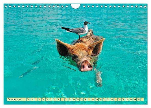 Produktbild: Lustig und verr&uuml;ckt - der ganz andere Tierkalender (Wandkalender 2026 DIN A4 quer), CALVENDO Monatskalender