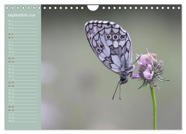 Produktbild: Merveilleux papillons (Calendrier mural 2026 DIN A4 vertical), CALVENDO calendrier mensuel