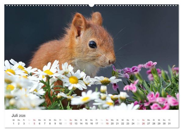 Produktbild: Eichh&ouml;rnchen Kinder (hochwertiger Premium Wandkalender 2026 DIN A2 quer), Kunstdruck in Hochglanz