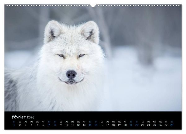 Produktbild: J'ai vu le loup (Calendrier mural 2026 DIN A2 vertical) calendrier de bureau