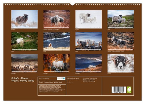 Produktbild: Schafe - Raues Wetter, weiche Wolle (hochwertiger Premium Wandkalender 2026 DIN A2 quer), Kunstdruck in Hochglanz