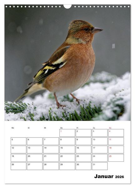 Produktbild: Bezaubernde V&ouml;gel im heimischen Garten (Wandkalender 2026 DIN A3 hoch), CALVENDO Monatskalender