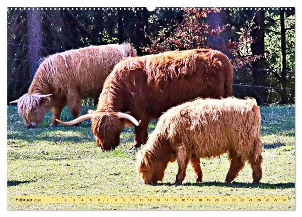 Produktbild: Highland Cattle, die Hochlandrinder aus Pfeffingen (Wandkalender 2026 DIN A2 quer), CALVENDO Monatskalender