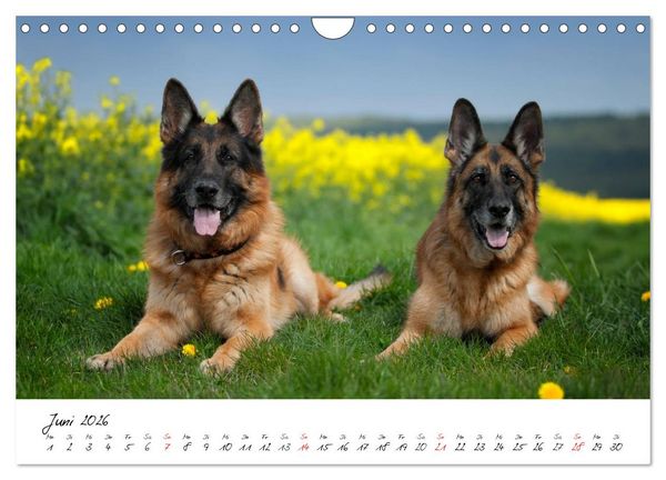 Produktbild: Deutsche Sch&auml;ferhunde - Liebenswerte Graunasen (Wandkalender 2026 DIN A4 quer), CALVENDO Monatskalender