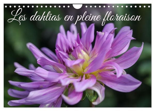 Produktbild: Les Dahlias en pleine floraison (Calendrier mural 2026 DIN A4 vertical), CALVENDO calendrier mensuel