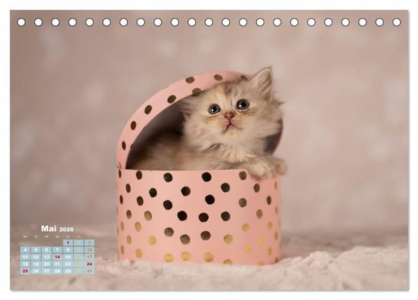 Produktbild: Die Kitten kommen. (Tischkalender 2026 DIN A5 quer), CALVENDO Monatskalender