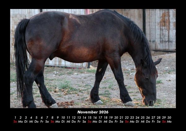 Produktbild: Die Welt der Pferde 2026 Fotokalender DIN A3