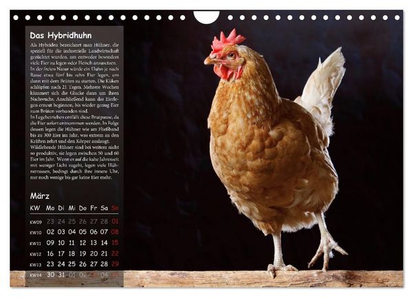Produktbild: Von der Einzigartigkeit der H&uuml;hner 2026 (Wandkalender 2026 DIN A4 quer), CALVENDO Monatskalender