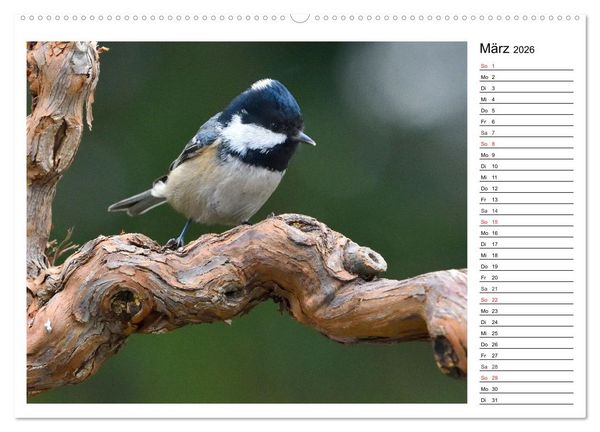 Produktbild: Gefiederte Freunde - Unsere heimischen Gartenv&ouml;gel (Wandkalender 2026 DIN A2 quer), CALVENDO Monatskalender