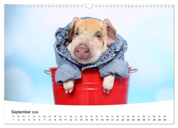 Produktbild: Niedliche Ferkel lovely piglets 2026 (Wandkalender 2026 DIN A3 quer), CALVENDO Monatskalender