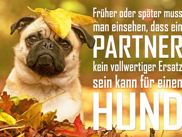 Produktbild: CALVENDO Puzzle Mops Welpe schaut lustig aus einem herbstlichen Bl&auml;tterhaufen 1000 Teile Lege-Gr&ouml;&szlig;e 64 x 48 cm Foto-Puzzle Bild von CALVENDO