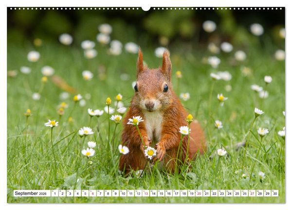 Produktbild: Eichh&ouml;rnchen im K&ouml;niglichen Garten (Wandkalender 2026 DIN A2 quer), CALVENDO Monatskalender