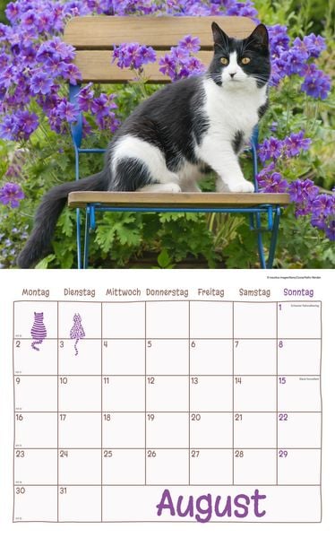 Produktbild: Katzen Kalenderpaket 2027